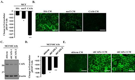 Cells Free Full Text Regulation Of Tumor Metabolism And Extracellular Acidosis By The Timp