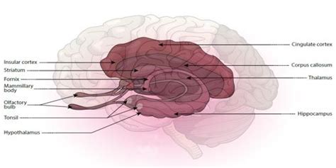 Striatum - Assignment Point