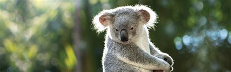 conservation programs australia zoo  commitment  conservation