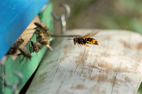 Foto De Asiatische Hornisse Vespa Velutina Bei Der Jagd Auf