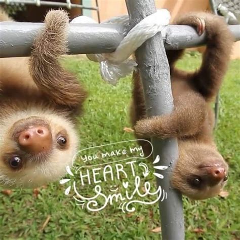 Sloth Of The Day Lets Talk About Sloths Sloth Of The Day Cute Baby