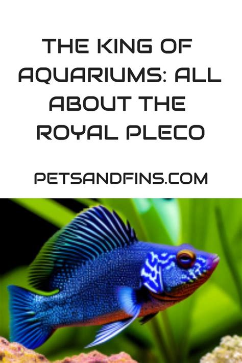 king  aquariums    royal pleco fish breeding pet