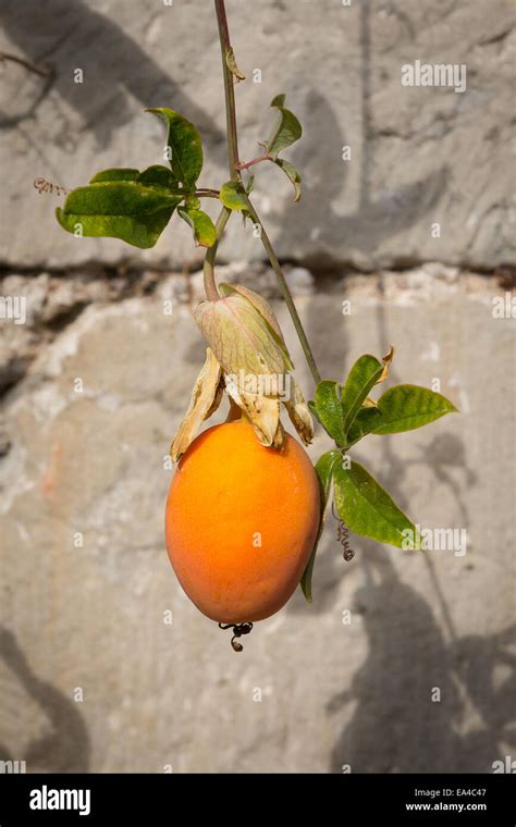 Passiflora caerulea fruit hi-res stock photography and images - Alamy