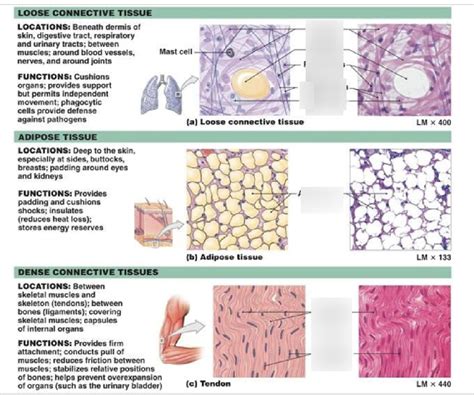 Tissues Diagram Quizlet