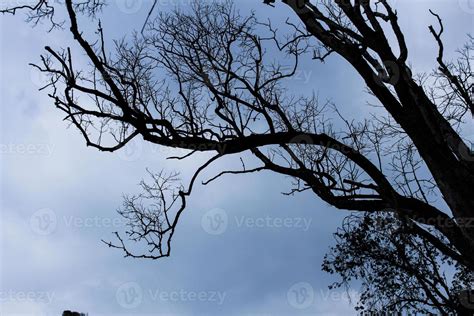 Tree silhouette sky 15584371 Stock Photo at Vecteezy