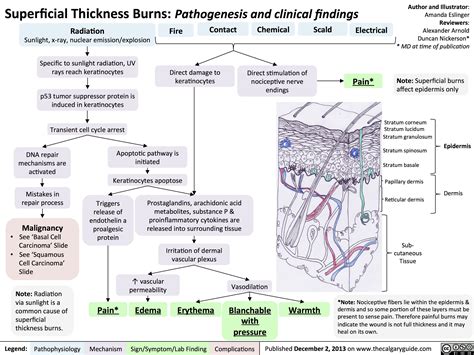 Superficial Thickness Burns Pathogenesis And Clinical Findings Calgary