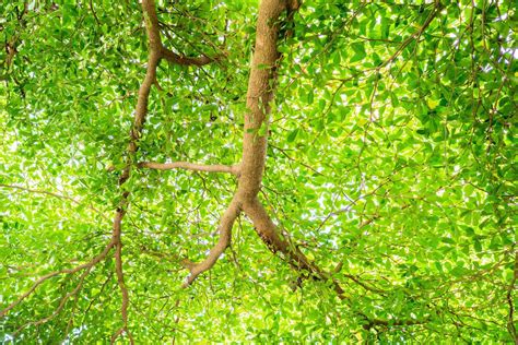 green leaf branch for natural background with space 19926347 Stock Photo at Vecteezy