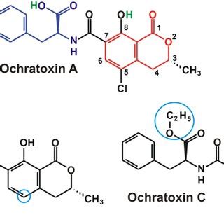 (PDF) Ochratoxin A: Molecular Interactions, Mechanisms of Toxicity and ...