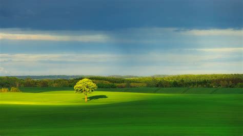 Beautiful Green Trees Grass Field Under White Clouds Blue Sky Hd Nature