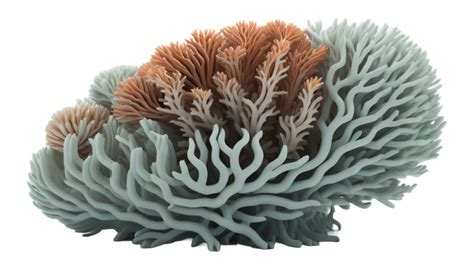 coral with transparent background. 24825629 PNG