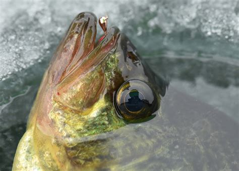 Top Ice Crappie Lures - In-Fisherman