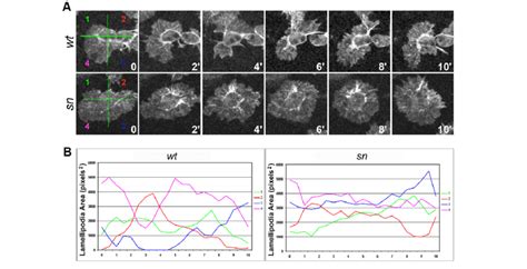 Fascin Inactivation Slows Down Lamellipodia Dynamics A Analysis Of