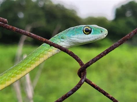 Common Bush Snake Hx Fauna Of The Bissagos · Inaturalist