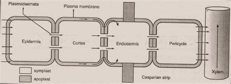 Write about apoplast and symplast pathway in connection with long distance transport