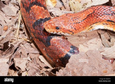 Okeetee Corn Snake Pantherophis Guttatus Red Rat Snake Colour Phase