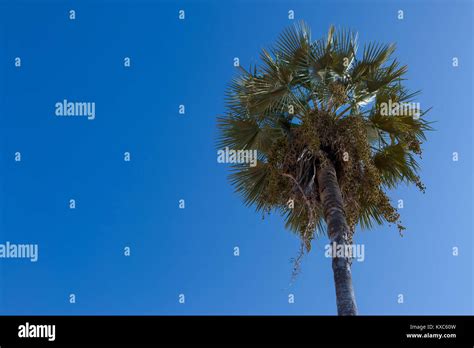 Carnauba palm in Campo Maior, Pi, Brazil Stock Photo - Alamy