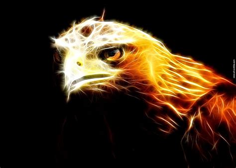 HD Hawk Wallpaper - WallpaperSafari