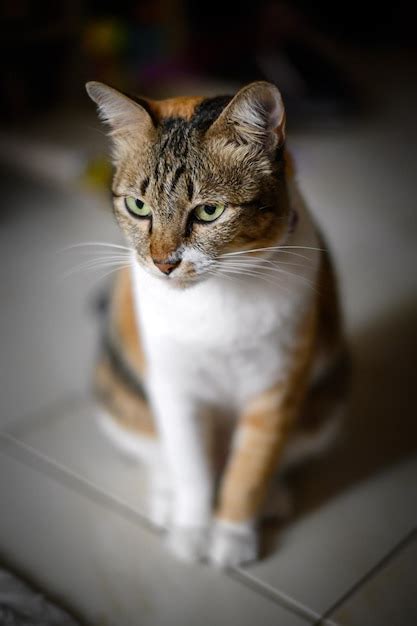 Un Ginger Cat Duerme Sobre Una Alfombra Blanca Foto Premium