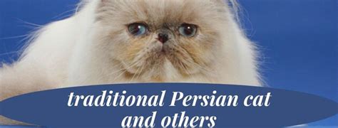 Best 10 Persian Cat Personality Facts - Zoological World