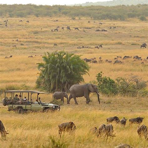 Serengeti safari in Tanzania - Safari information for your Serengeti ...