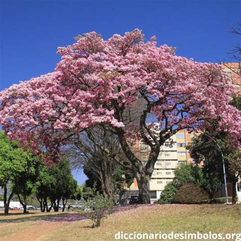 Arbol Nacional De Nicaragua