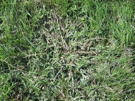 Crabgrass Weeds In The Lawn Garden How To Control Crabgrass