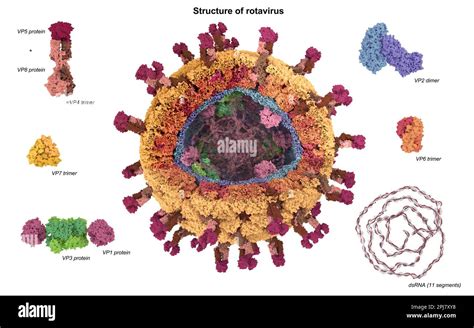 Estructura Del Rotavirus Ilustraci N Fotograf A De Stock Alamy