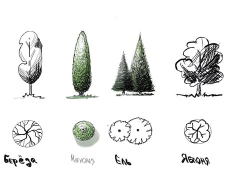 Elevation drawing of tree in dwg file – Artofit