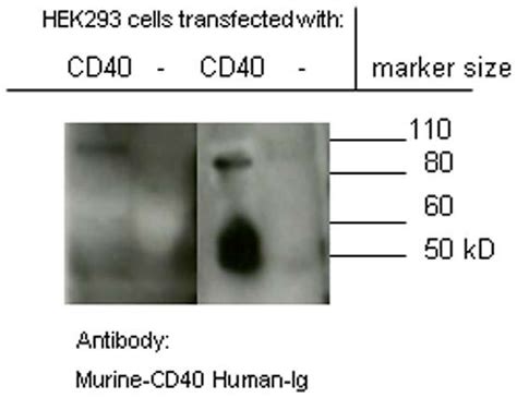 Western Blot Of Supernatant Of Hek293 Transfected Cells Showing Cd40 Fc