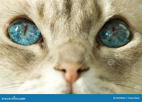 Gato Olhos Azuis Foto De Stock Imagem De Expressive