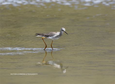 Mis imágenes de aves ACUATICAS EN LA LAGUNA DE LIMPIOPUNGO