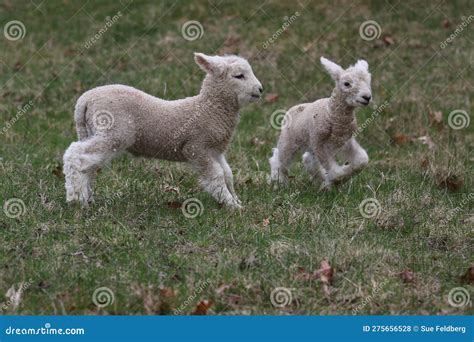 Two Fleecy Little Lambs Playing In A Pasture In Spring Stock Photo