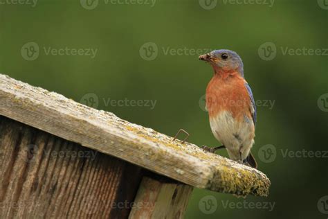 Eastern Bluebird Stock Photos, Images and Backgrounds for Free Download