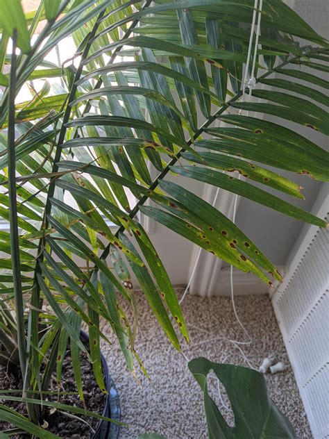 What Are These Spots On This Majesty Palm Plants