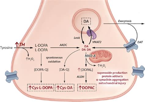 Tyrosine Hydroxylase Mechanism