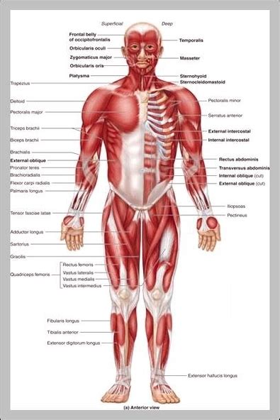 Pictures Of Human Body Parts - Graph Diagram