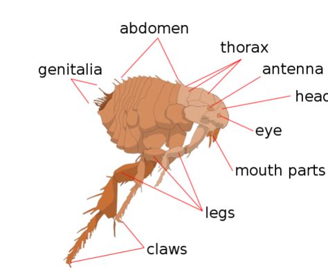 Difference Between Lice and Fleas - Pediaa.Com