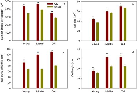 number  cells  leaflet  cell size  leaf blade thickness