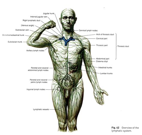 Lymphatic System Diagram Lymphatic System Human Anatomy And Physiology