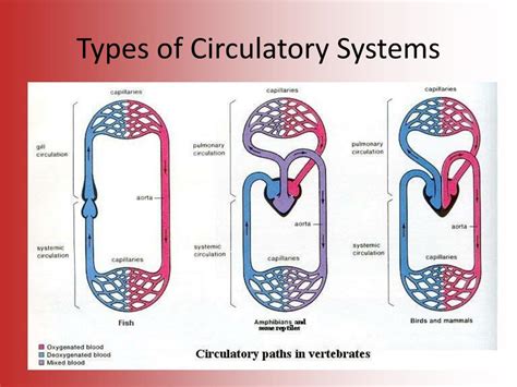 Ppt Circulatory System Powerpoint Presentation Free Download Id