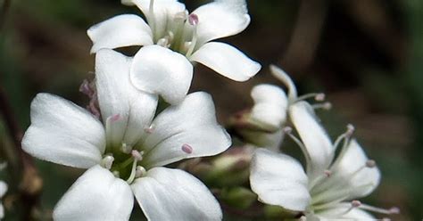 Les actualités du Monde de Lupa Gypsophile rampante Gypsophila repens