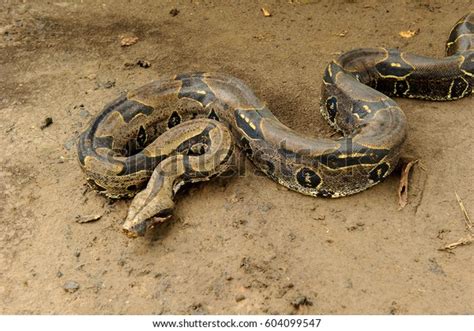 large boa constrictor images stock   objects vectors