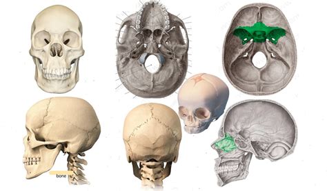 Skull Diagram | Quizlet