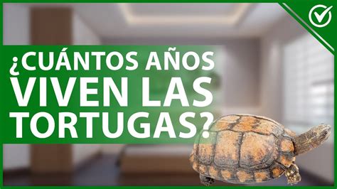 Todo lo que necesitas saber Cuánto vive una tortuga de Florida