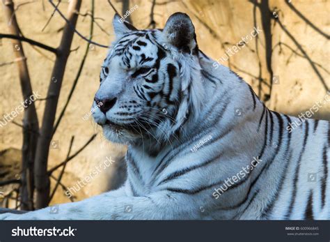 White Tiger Bengal Tiger Species Congenital Stock Photo Edit Now