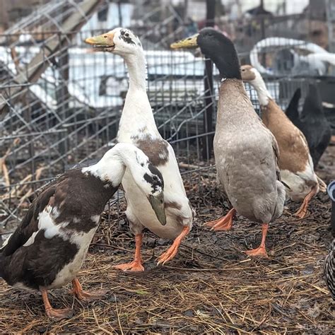 Indian Runner Duck Breed Guide - Start Here • New Life On A Homestead