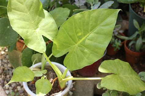 沖縄のクワズイモは大きくてびっくり～毒もあるから注意してね！ 優しい雨