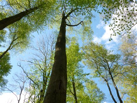 Banco De Imagens árvore Natureza Floresta Ramo Plantar Céu Luz