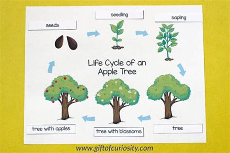 Life Cycle Of A Tree Worksheet