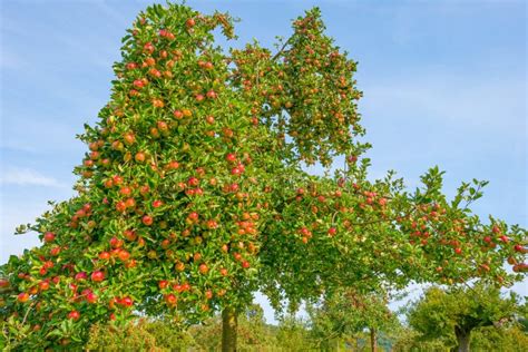 Fruit Trees In An Orchard In Sunlight In Autumn Stock Image Image Of